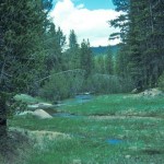 Russian Boreal Forests Could Increase Global Warming
