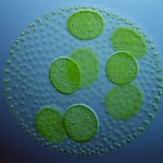 Hydrogen-fuel-algae