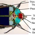 Converting the kinetic energy from wing movements of the insect into electricity 