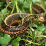 Energy-efficiency-robots-snakes