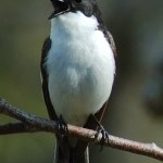 Europe’s birds and climate change