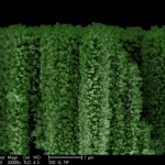 Nanotrees Harvest the Sun’s Energy to Turn Water into Hydrogen Fuel