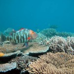 Oceans acidifying faster today than in past 300 million years