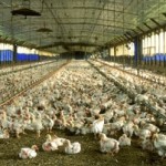 Power and waste management system for the poultry industry