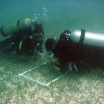 Seagrasses can store as much carbon as forests