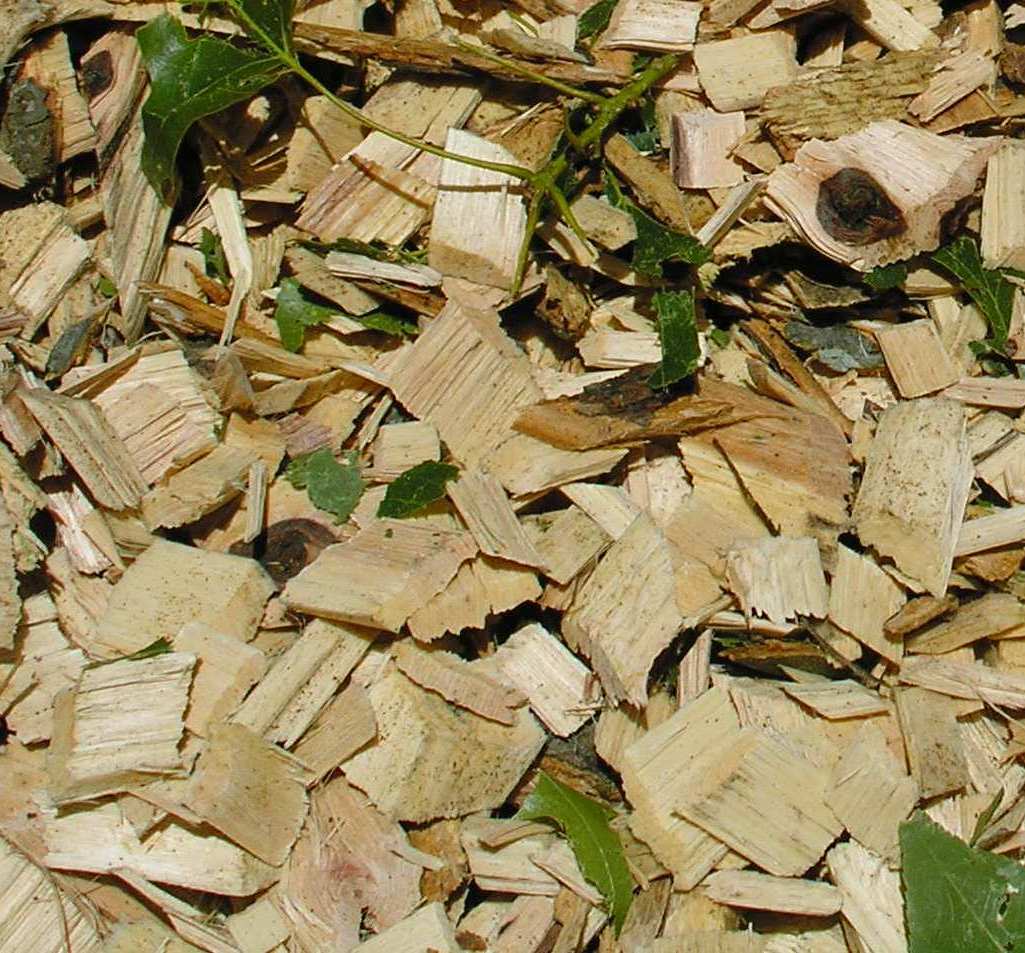 biofuel from wood