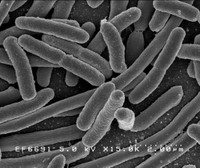 E. coli to produce biodiesel fuel