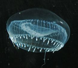 Jellyfish protein to be used in microscopic fuel cells