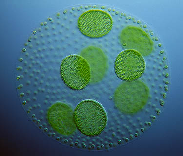 Hydrogen-fuel-algae