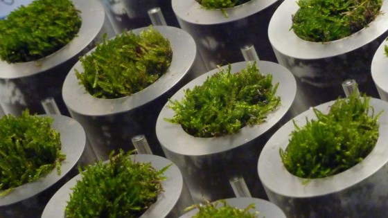 Biological fuel cells made from moss