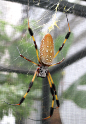 Spider silk conduct heat as well as metals