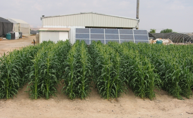 Engineered oasis for solar desalination and arid land agriculture